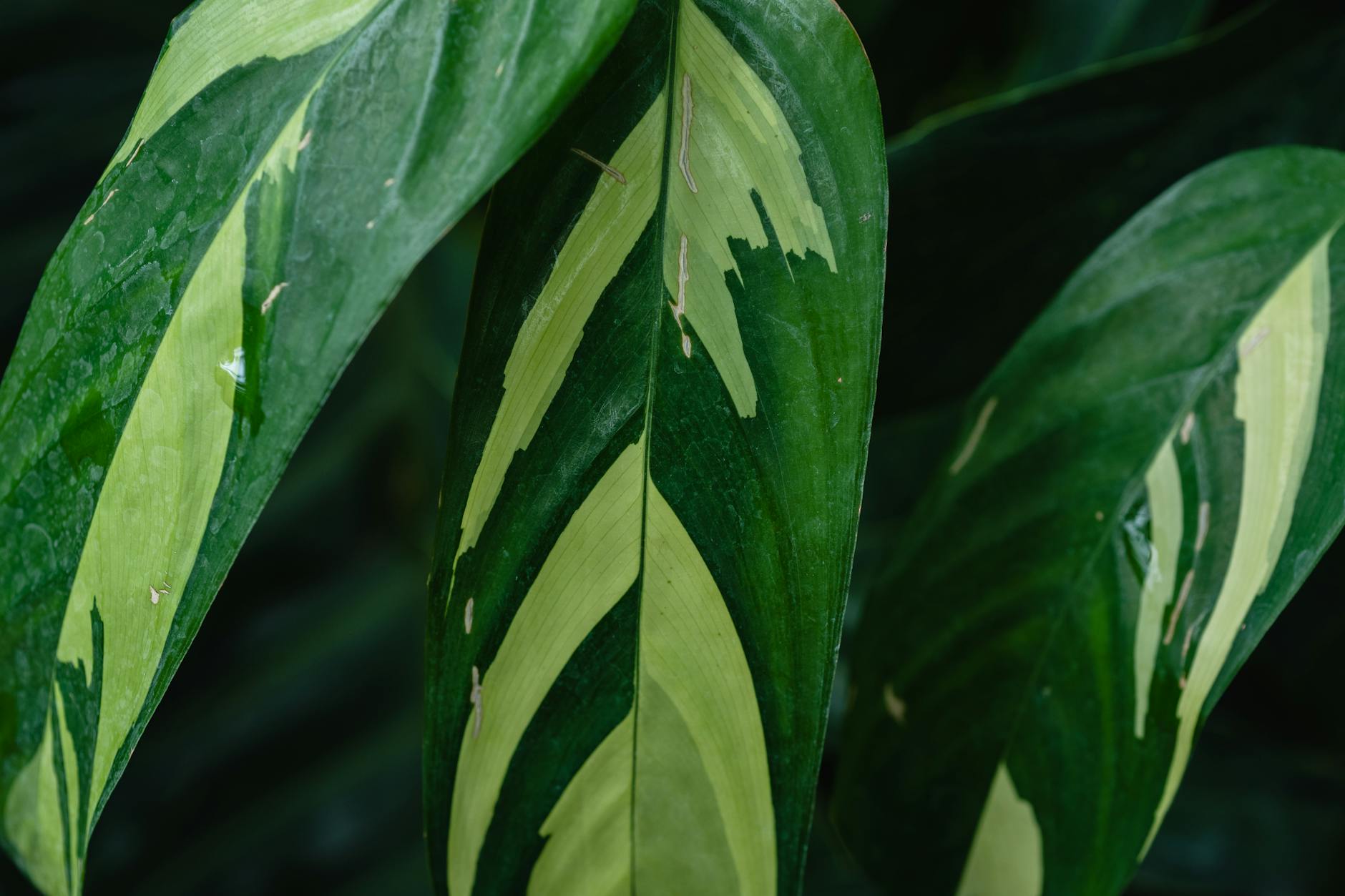 How Did Trump Never Run And Still Run The Country