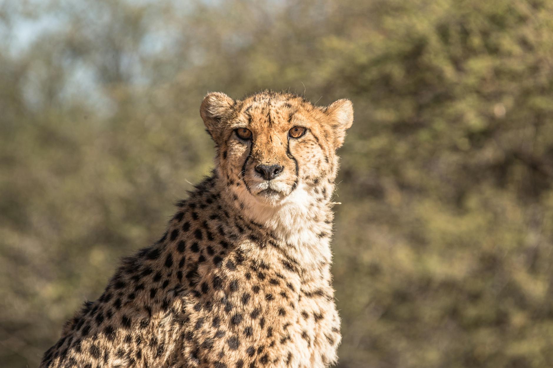 What Are the Fastest Methods to Improve Your Sprinting Time?