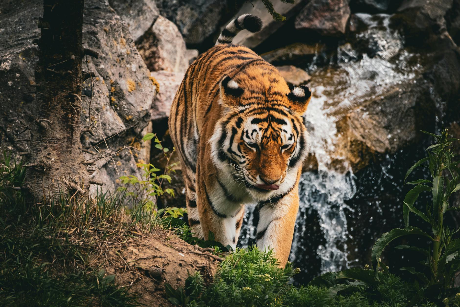 Does Power Walking Burn Enough Calories to Compete with Running for Weight Loss?