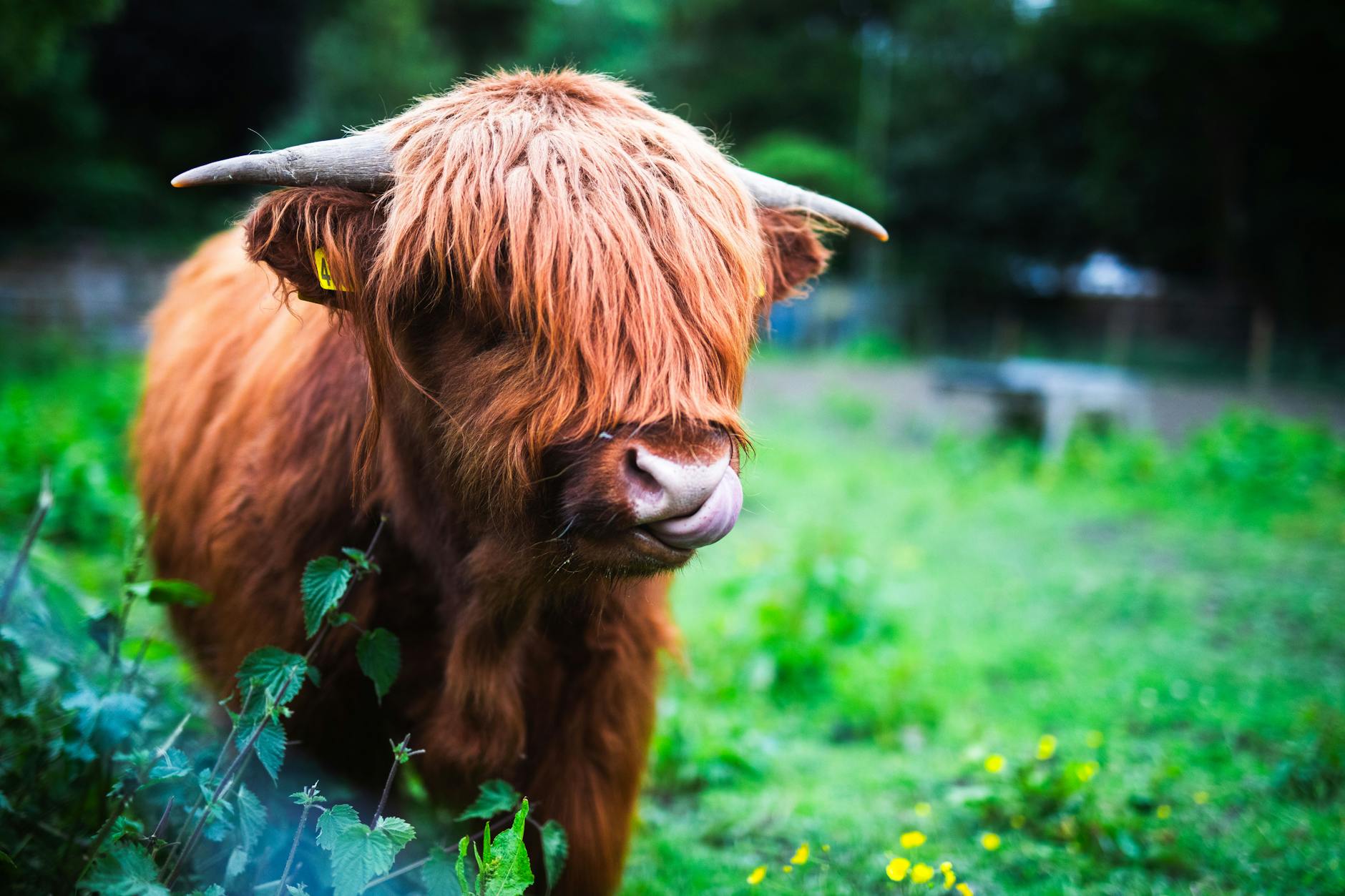 How Much Does an Elliptical Actually Cost — and What Do You Get at Each Price?