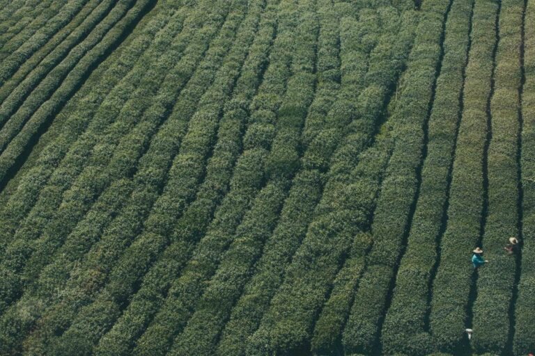 Low Impact vs High Intensity: Walking or Running for Fat Loss? - Featured image