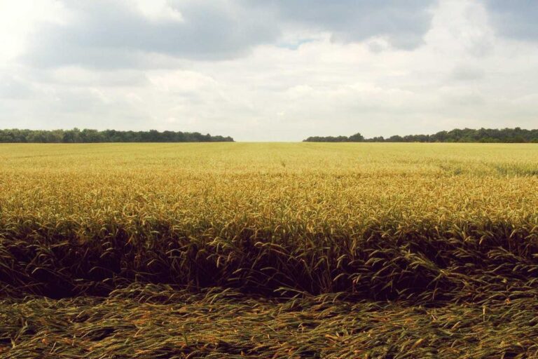 Running vs Walking: Which Helps You Lose Weight Faster? - Featured image