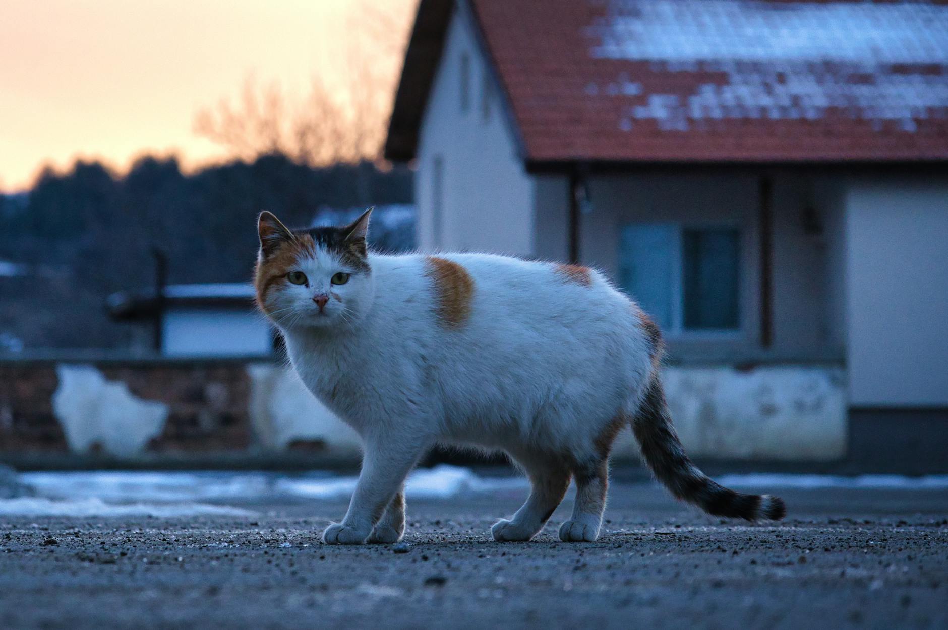 Stack Height and Its Relationship to Cushioning Effectiveness