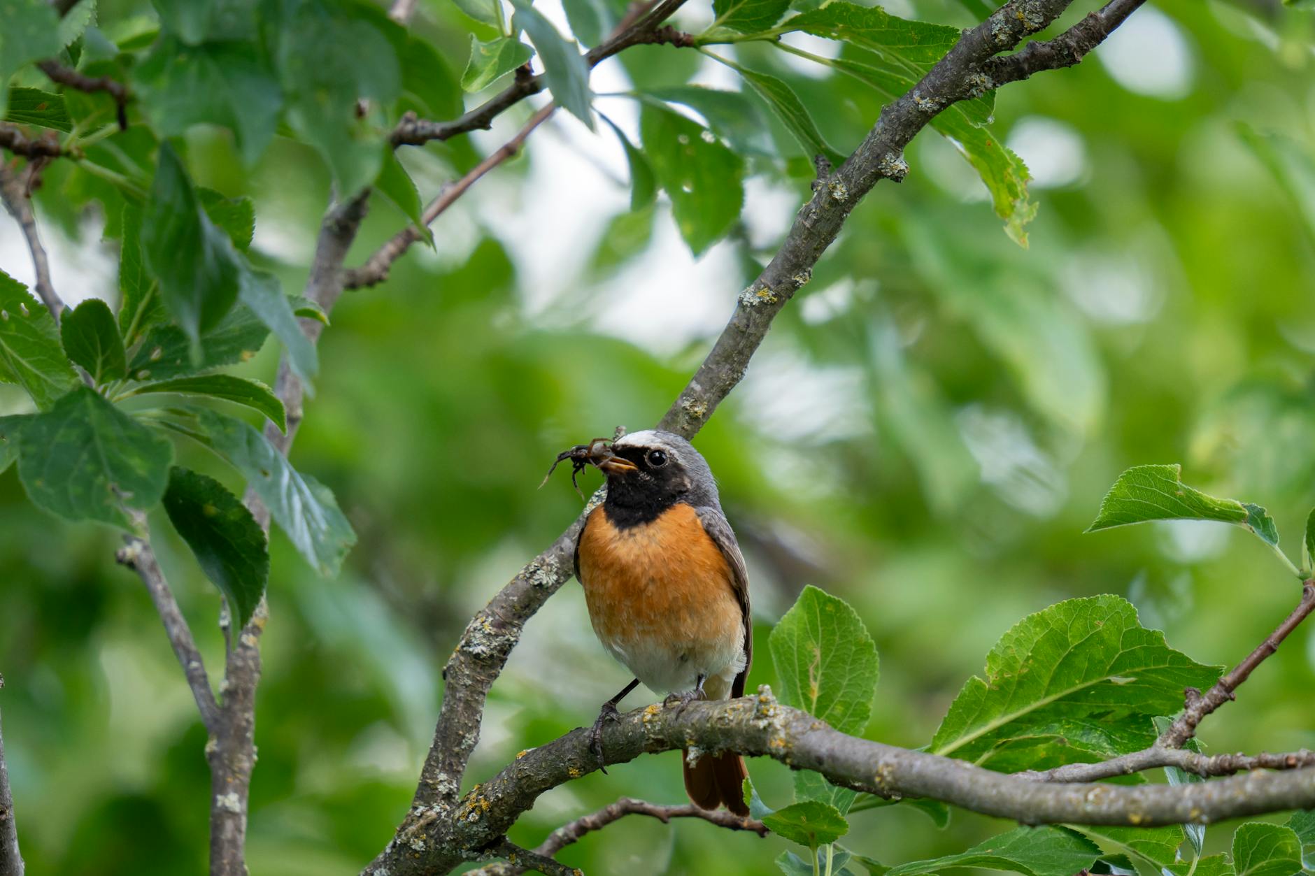 What Are the Most Common Causes of Hip Pain in Active Adults?