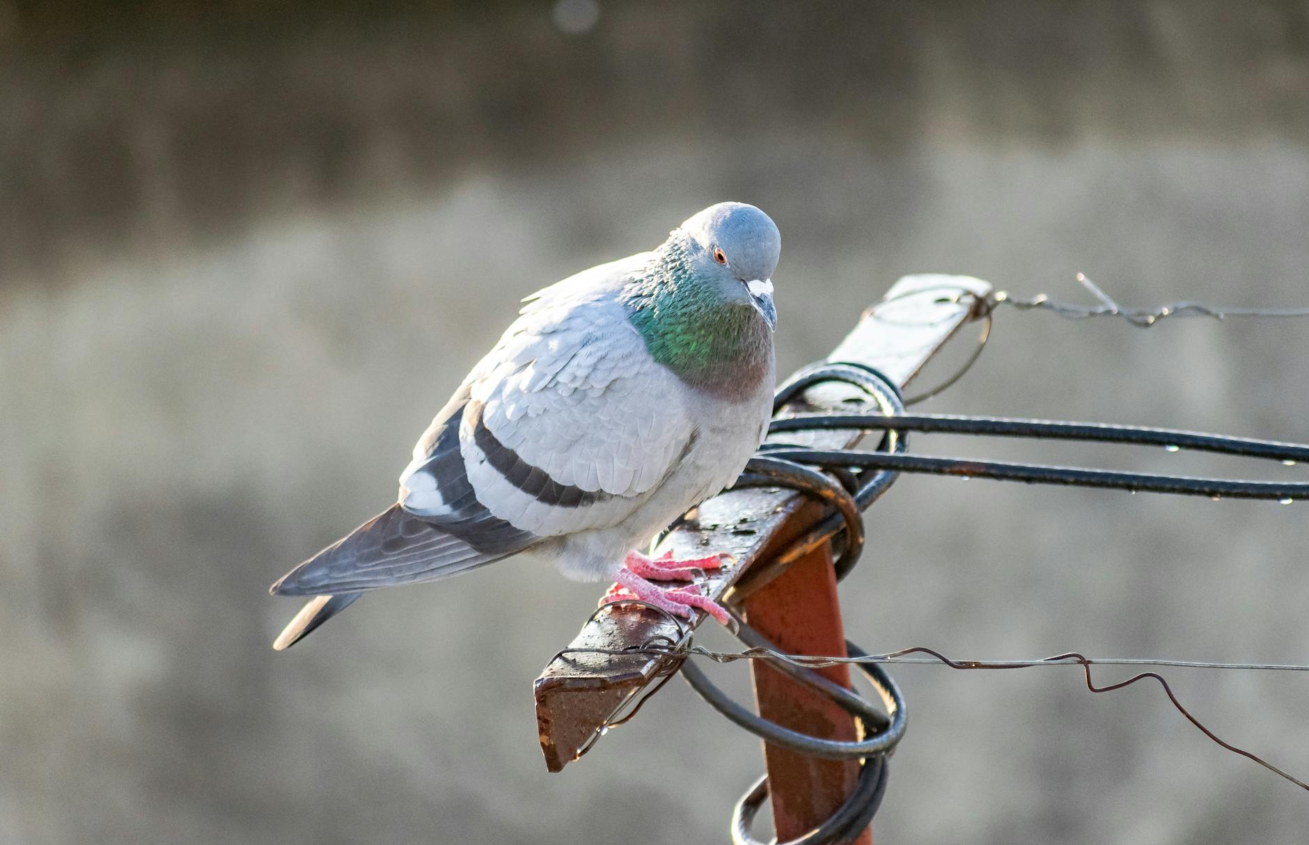 What Are the Most Common Power Walking Form Mistakes That Slow You Down?