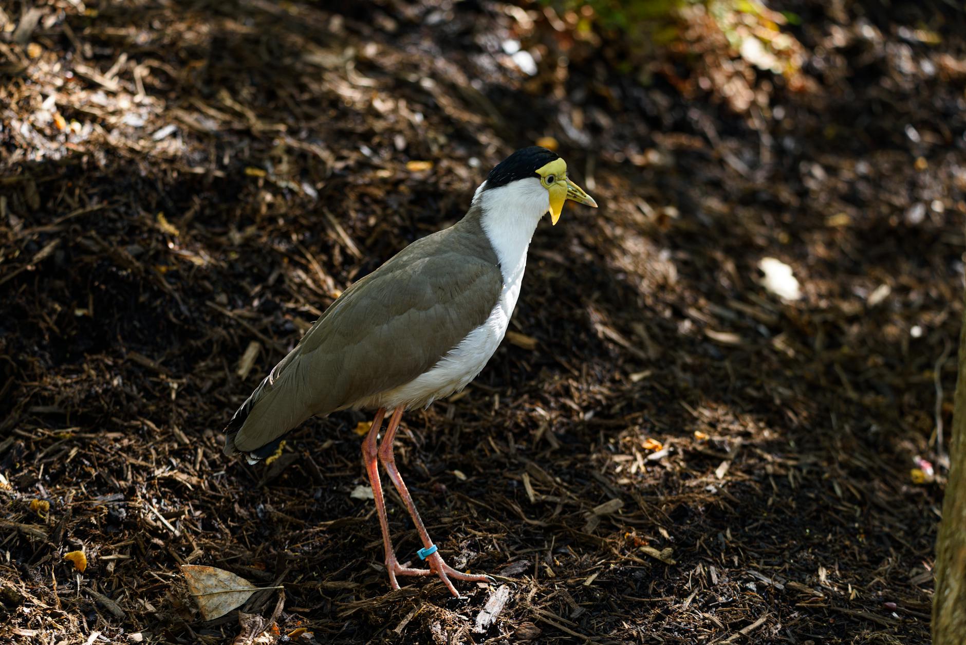 Why Does Progressing to 7 Miles Create Such a Strong Confidence Boost?