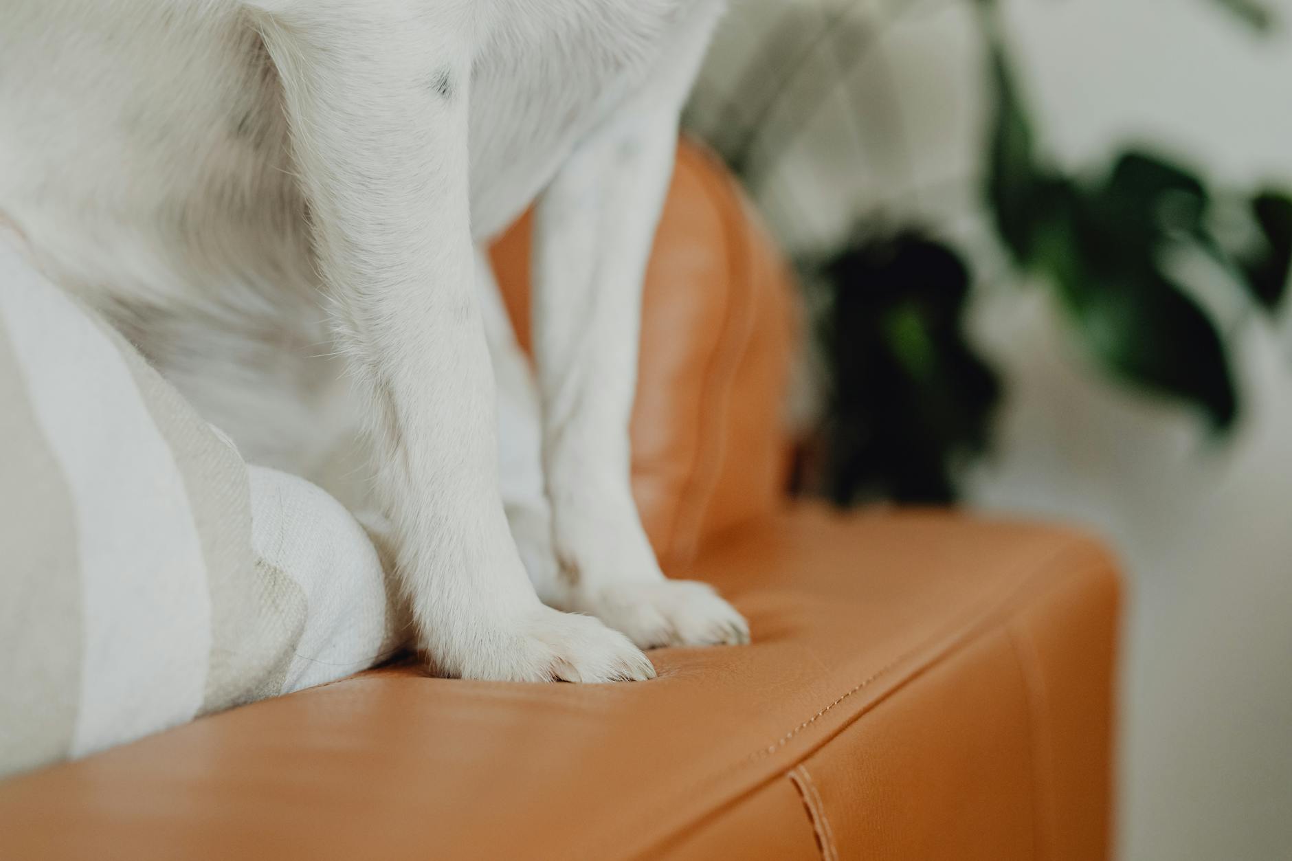 Does Couch to 5K Build Real Running Fitness?