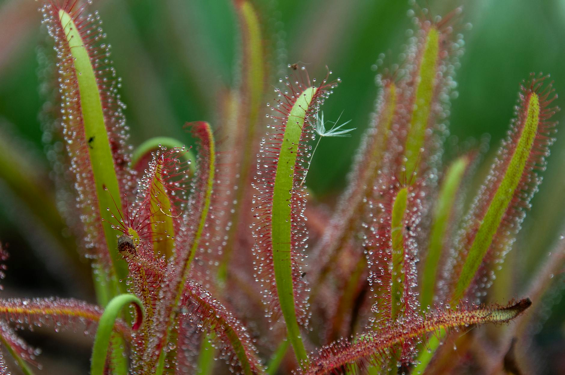 How Metabolic Adaptation Differs Between Single Long Sessions and Multiple Short Ones