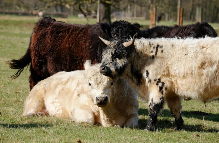 How to Do the Galloway Method Correctly - Featured image