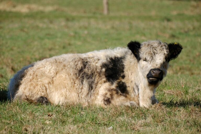 Is the Galloway Method Right for You - Featured image