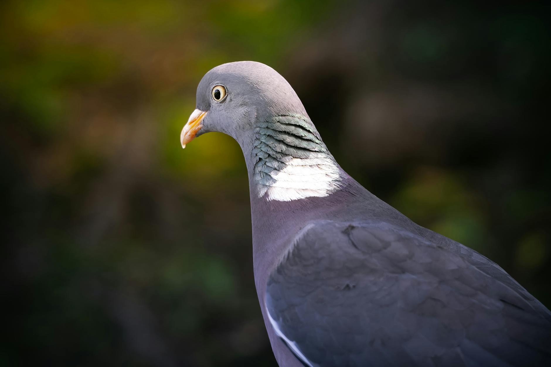 What Are the Most Common Running Injuries and How Can You Prevent Them?