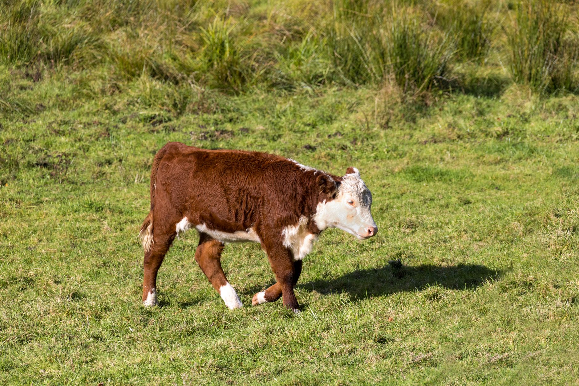 Assessing Your Current Calf Strength Baseline