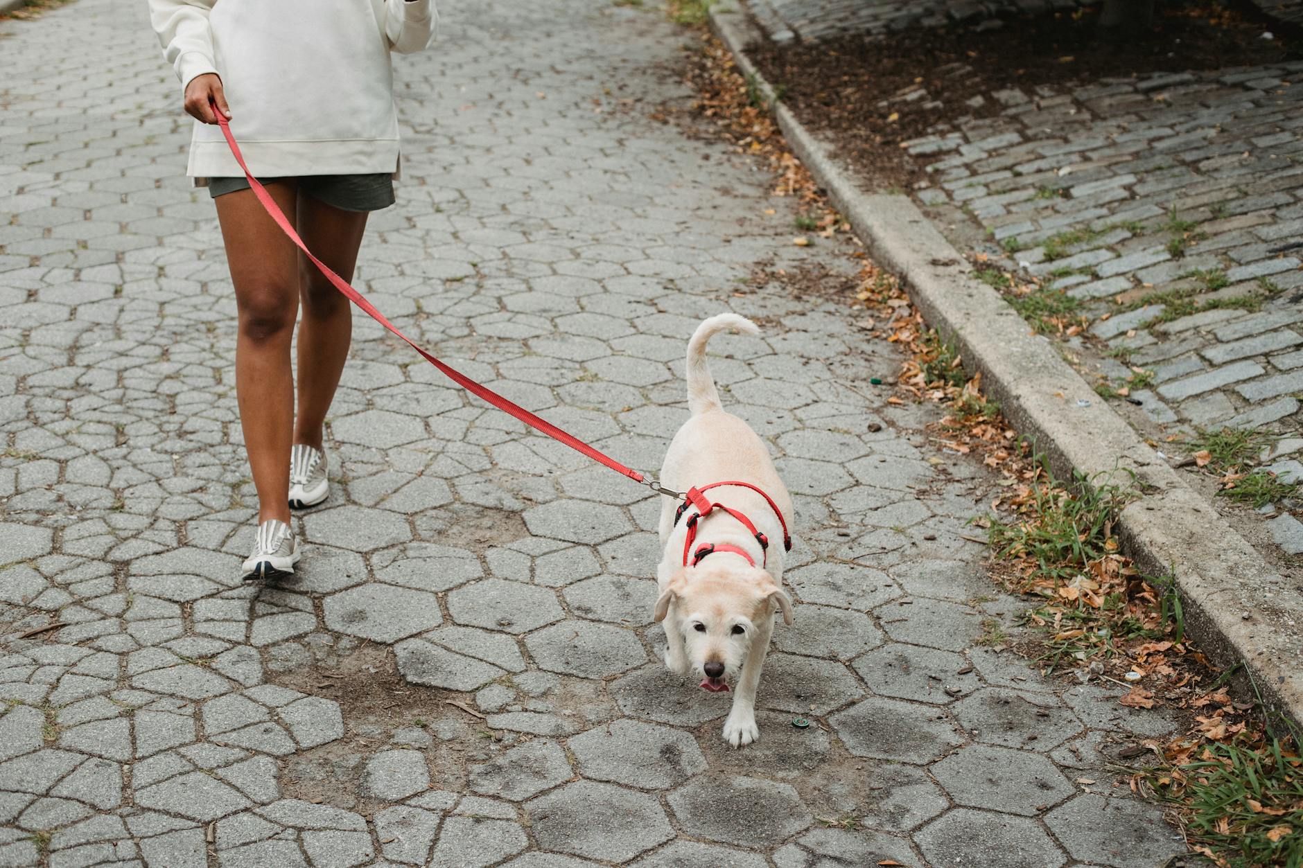 The Run-Walk Method That Actually Works for Beginners