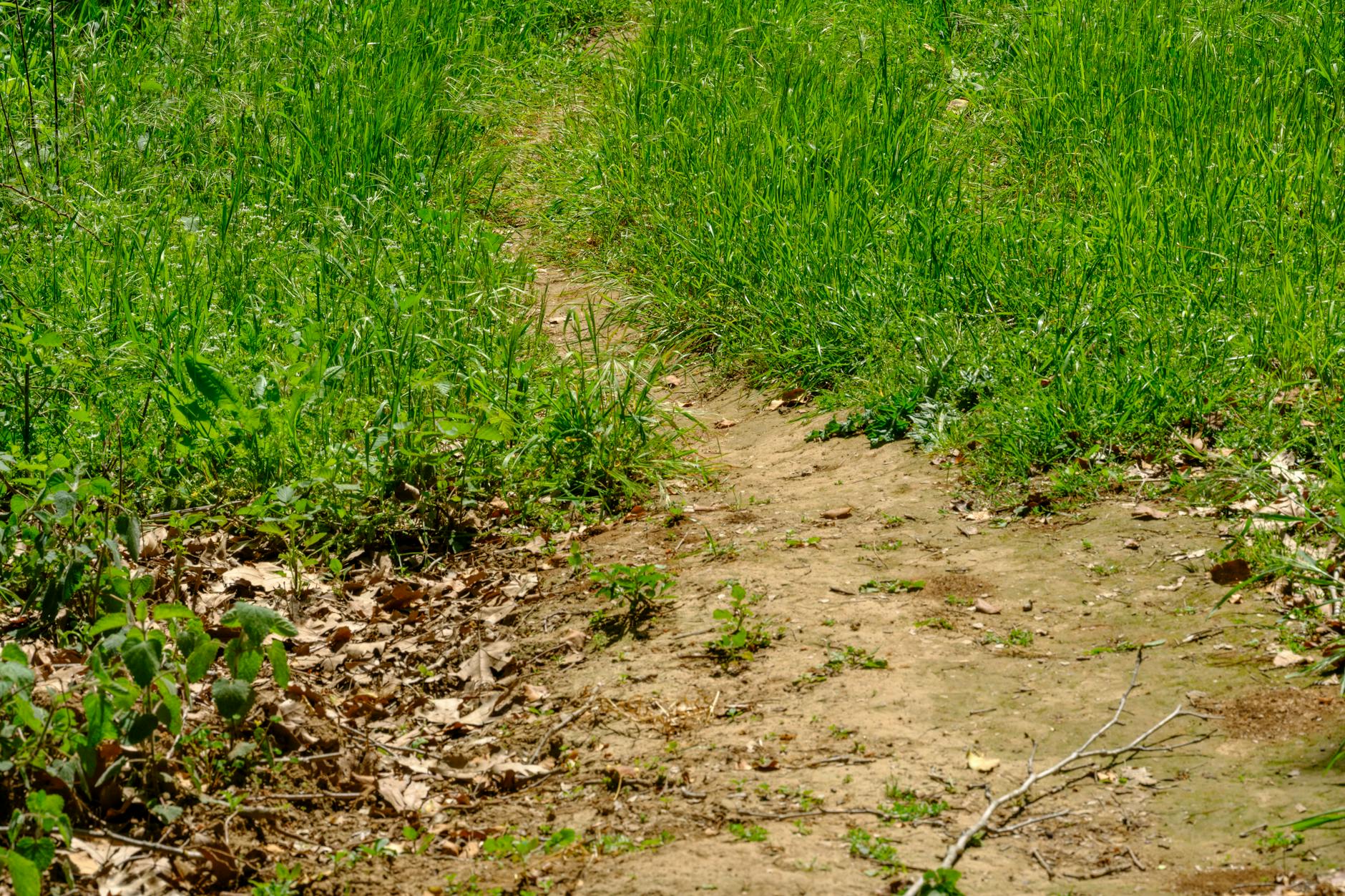 Understanding Why Trail Runners Twist Ankles So Frequently