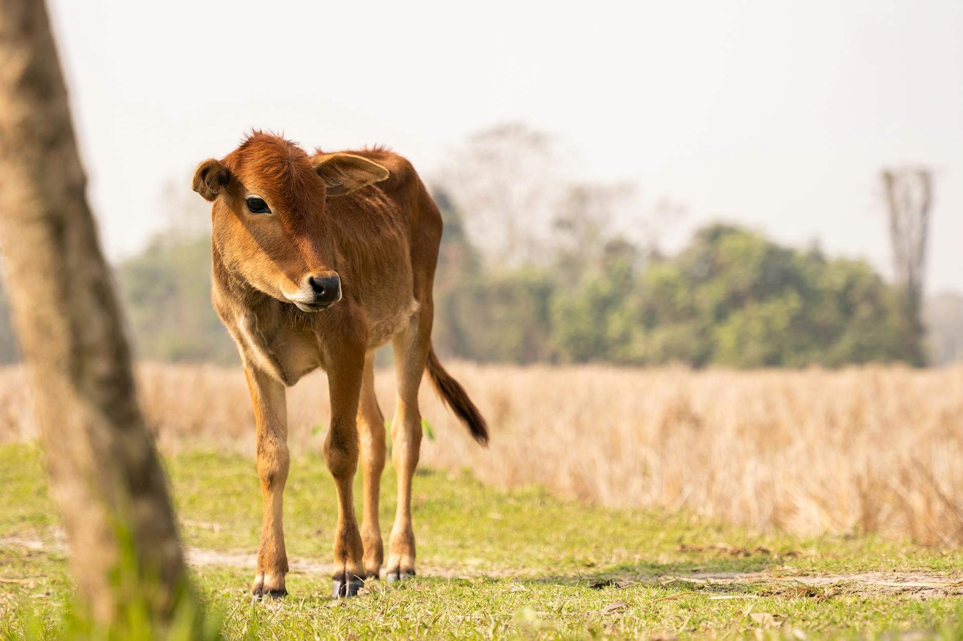 When Calf Raises Alone Aren't Enough and What to Add