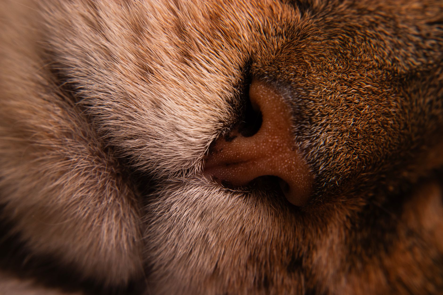 Why Does Your Nose Seem to Close Up When You Run Hard?