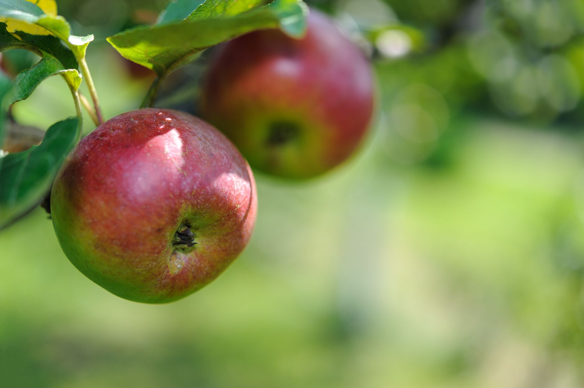 How Do Apple Activity Rings Actually Measure Exercise and Calories?