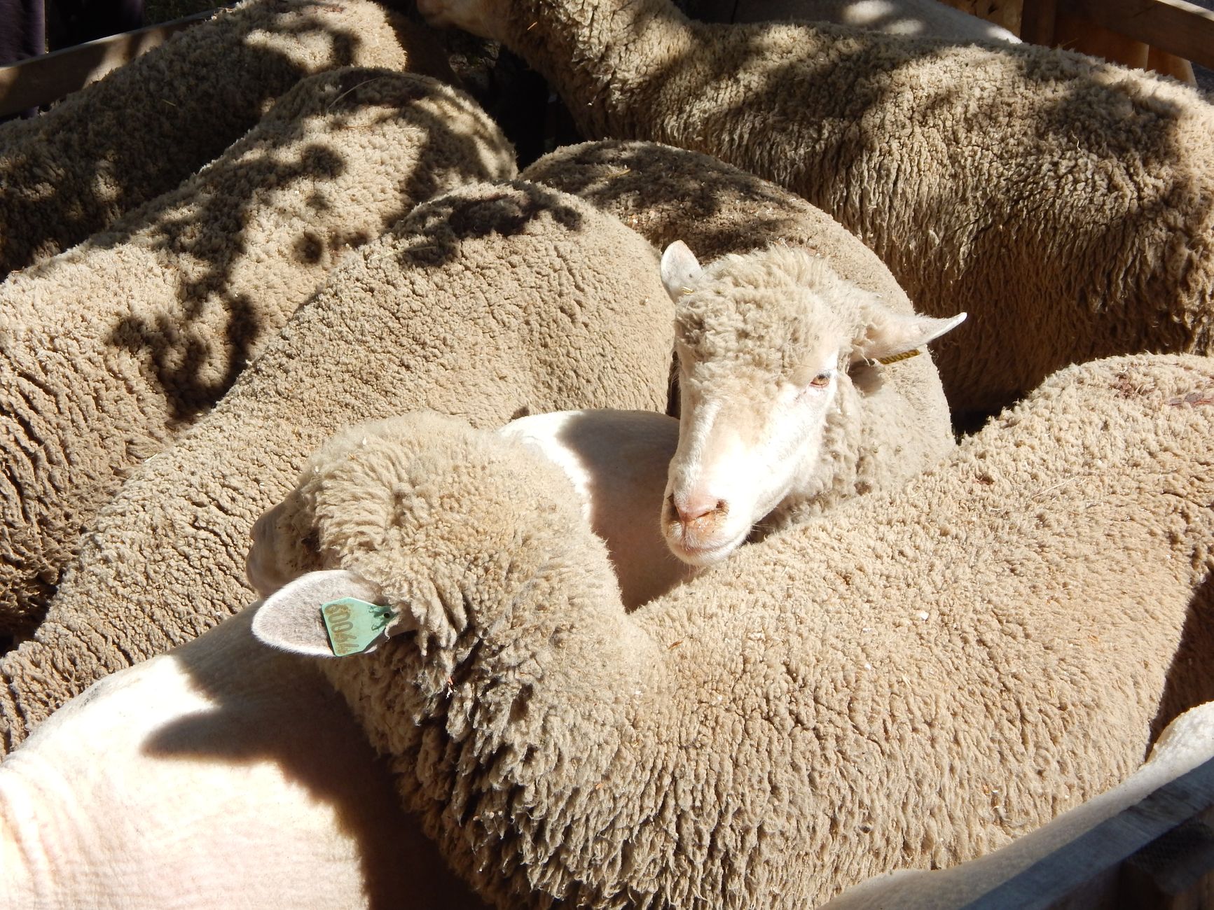 How Do Merino Socks Regulate Temperature Better Than Cotton or Synthetics?