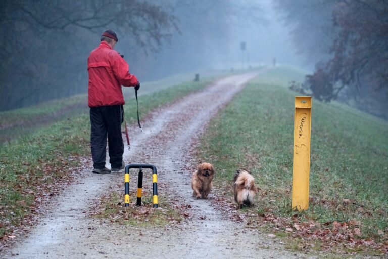 Walking the Dog: When It Counts and When It Doesn't - Featured image