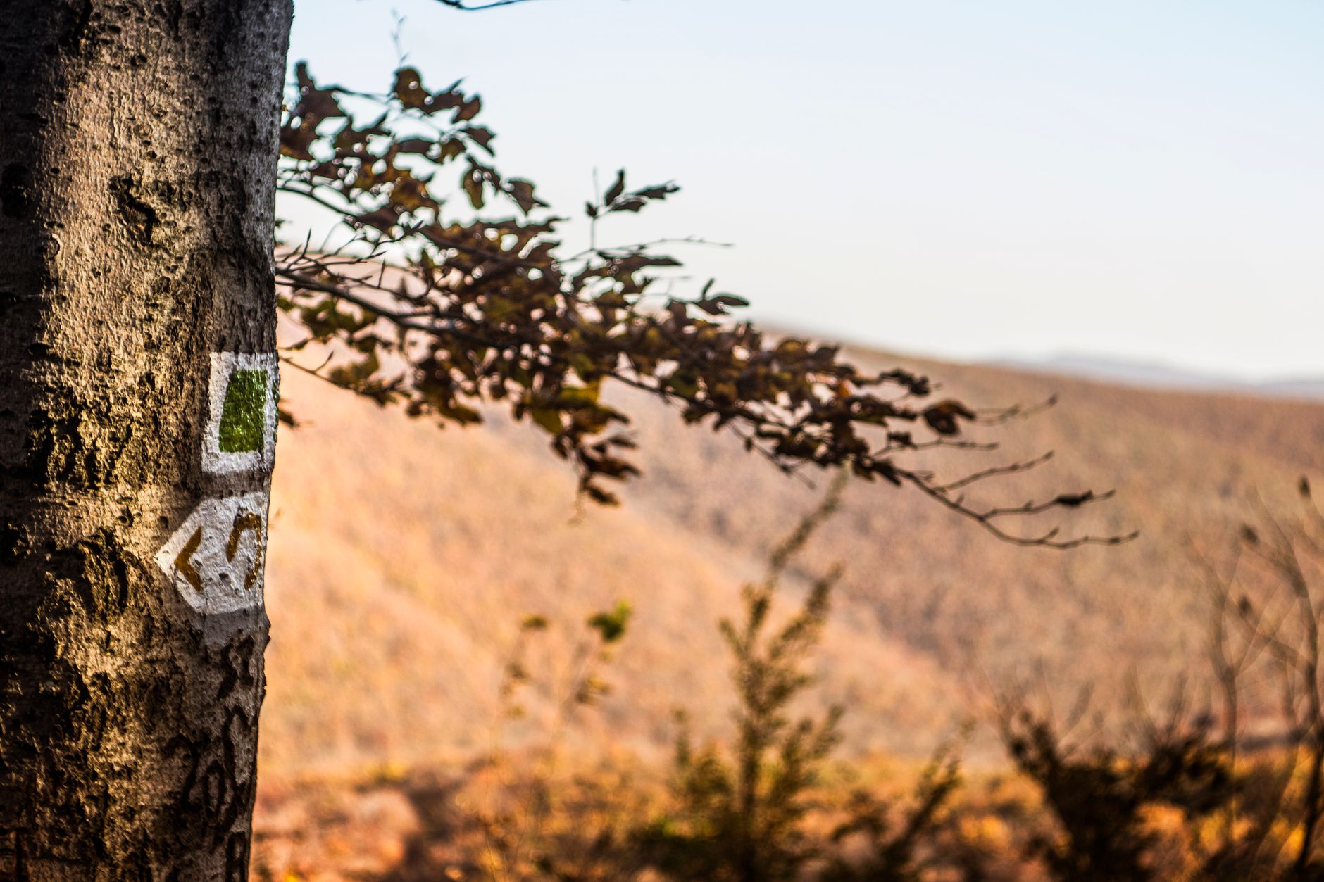 When Does a Hike Count as Active Recovery Instead of a Workout?