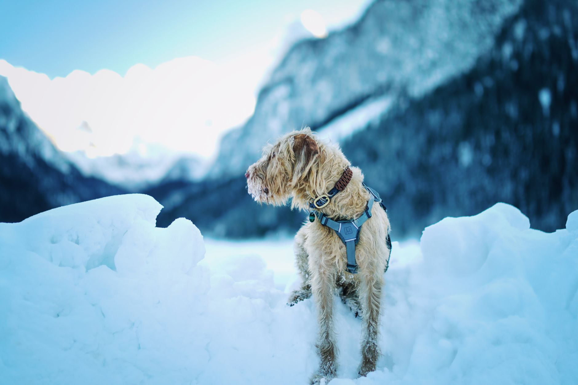 Hiking With a Dog - Featured image