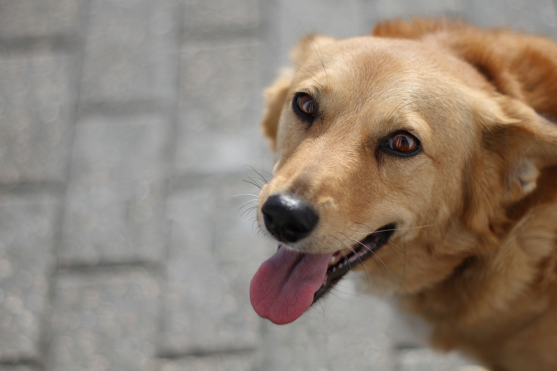 How to Prepare Your Dog for Trail Hiking