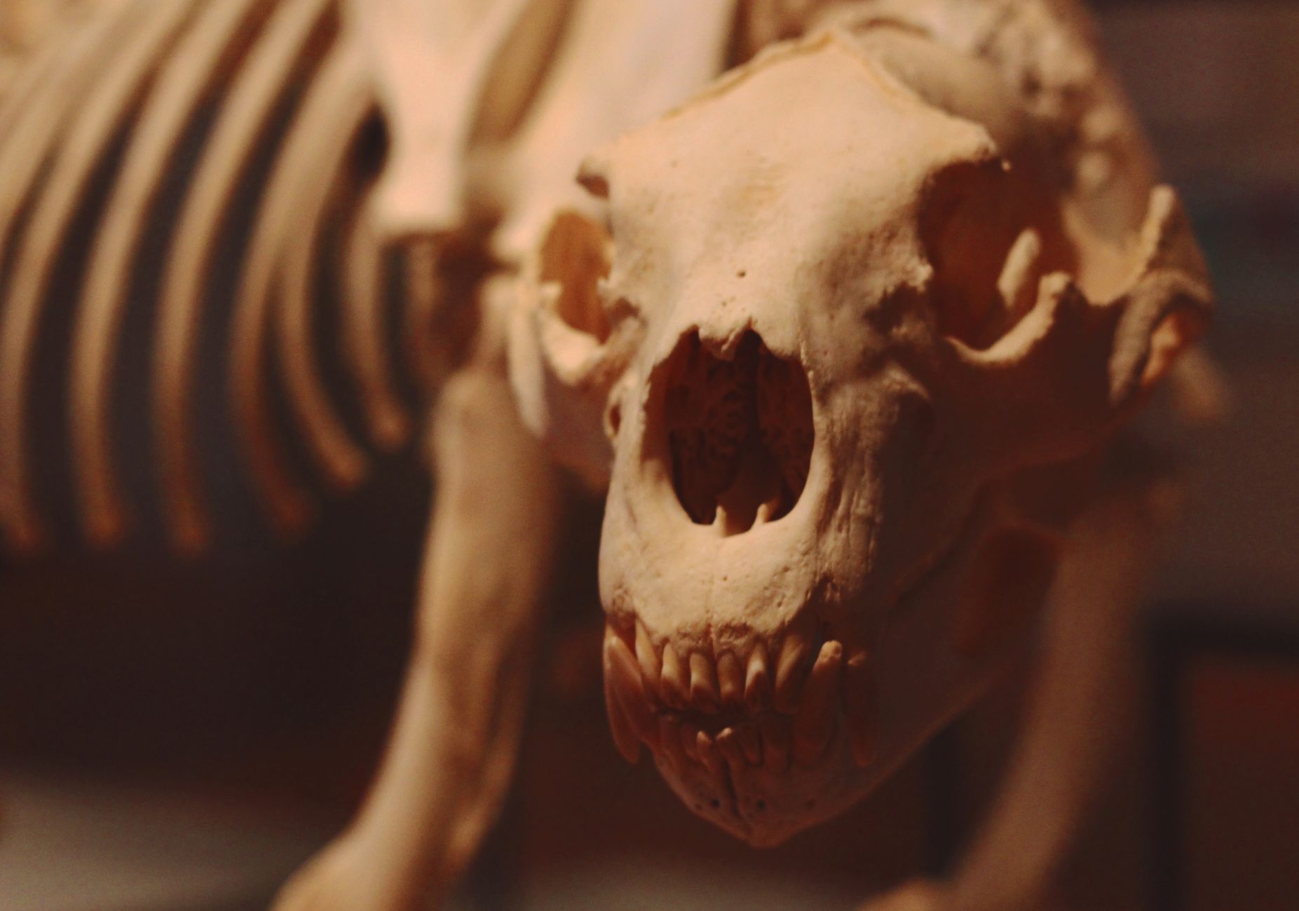 How Your Skeletal and Muscular Systems Respond to Running